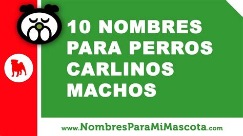 10 Nombres Para Perros Carlinos Pug Macho Nombres De Mascotas