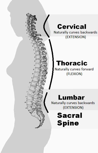 I Normal Curvature Of The Spine Physioinsider