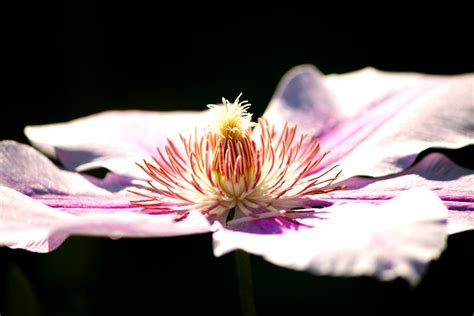 Pink Flower Pink Flower Doug88888 Flickr