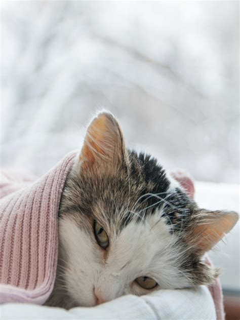 You may experience irregular bleeding leading up to menopause, a stage known as perimenopause. 7 Symptoms of Cancer in Pet
