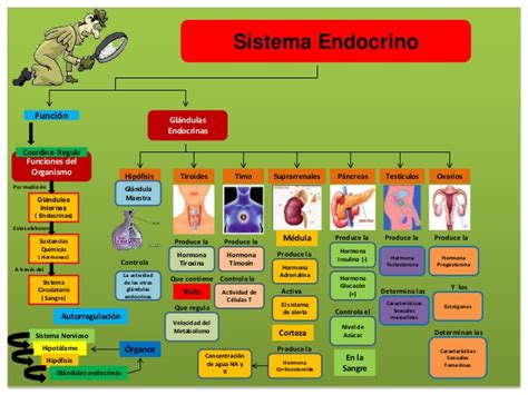 Mapa Conceptual Del Sistema Endocrino ¡guía Paso A Paso