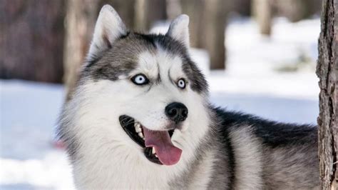 The Different Types Of Siberian Huskies Husky Dog