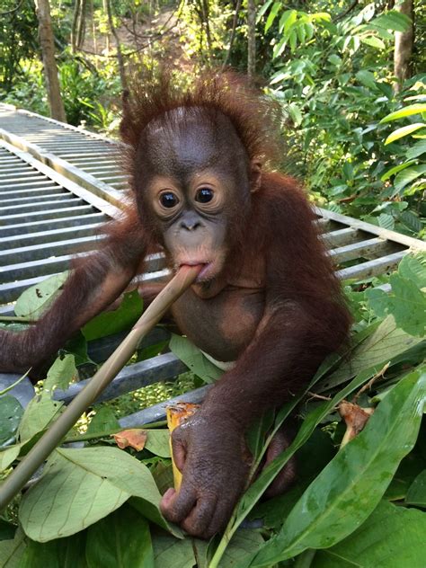 Meet Josh The Orphaned Baby Borneo Orangutan The Great Projects