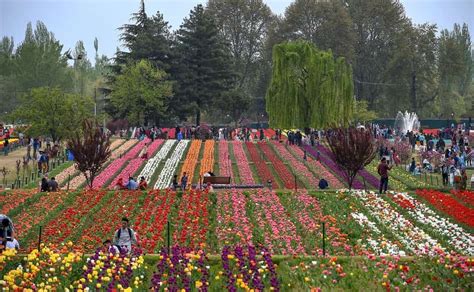 Asias Biggest Tulip Garden In Srinagar Sees High Tourist Footfall