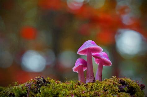 20 Outstanding Wallpaper Aesthetic Mushroom You Can Get It For Free