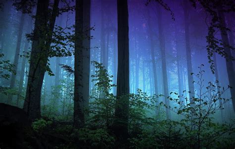 Wallpaper Lights Dark Forest Trees Blue Images For Desktop Section