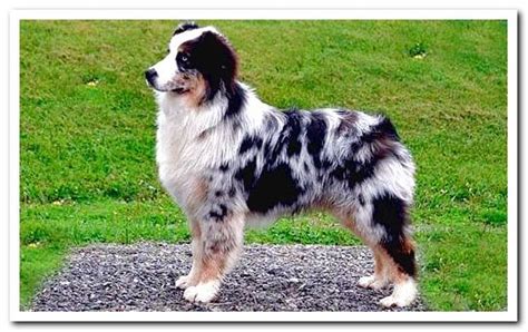 Australian Shepherd Character And Care Dogsis