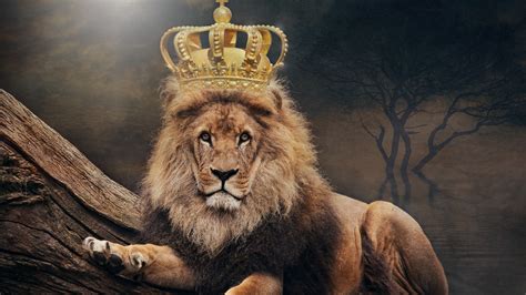 Pardus), and the jaguar (p. Wallpaper Lion, king, crown 3840x2160 UHD 4K Picture, Image
