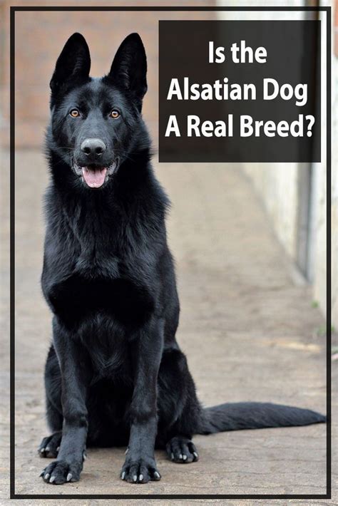 The Alsatian Dog Is This A Real Breed Alsatian Dog Dogs Dog Lovers
