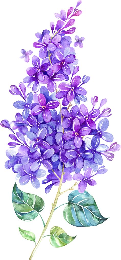 Lavender Clipart Watercolor Lavender Watercolor Transparent Free For