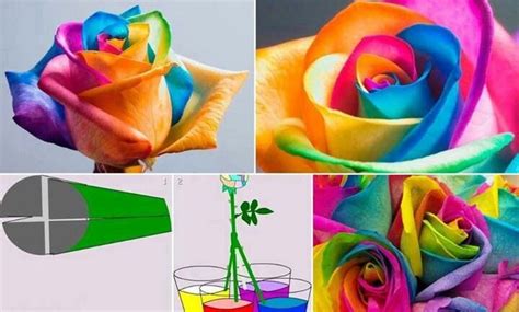 Pin By Alondra On Diy Rainbow Roses Cool Science Experiments Fun Crafts
