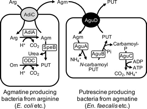Agmatine L Arginine Amino Acid Biogenic Amine Brain Benefits