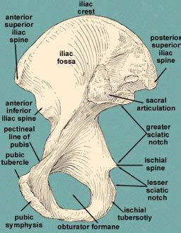 Pelvis