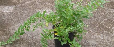 Check spelling or type a new query. Chinese Box Thorn, Barbary Matrimony Vine, Goji Berry ...