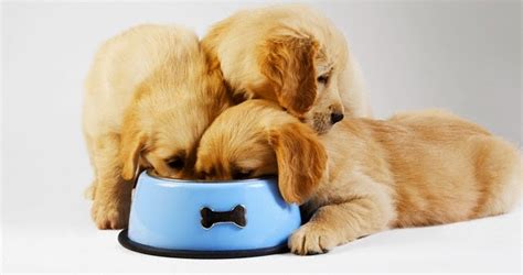 Follow the recommendations on their food bag for amounts. Fast Eating: My Puppy Scarfs Food! » Albuquerque VetCo