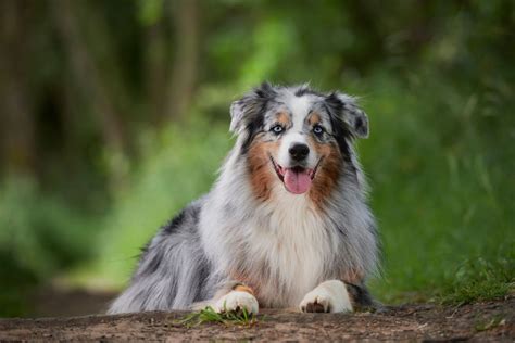 Australian Shepherd Service Dog Everything You Need To Know