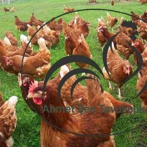 Yumurtalık tavuk Civciv Hindi satışı AHMET ŞEN Edirne Kırklareli