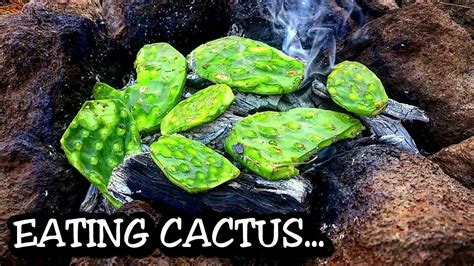 Prickly pears are also known as tuna (fruit), sabra, nopal (paddle, plural nopales) from the nahuatl word nōpalli for the pads, or nostle, from the nahuatl word nōchtli for the fruit; EATING CACTUS primitive style - "SURVIVAL FOOD ...