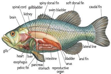 Klasifikasi Dan Morfologi Ikan Mas Cyprinus Carpio