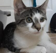 Jason anagnostopoulos reviewed chicago cat rescue — 5 star. Chicago Pet Rescue - Cats