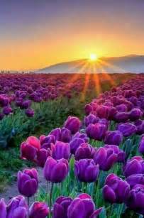 Sunrise Over The Mountains Onto The Beautiful Rows Of Purple Tulips