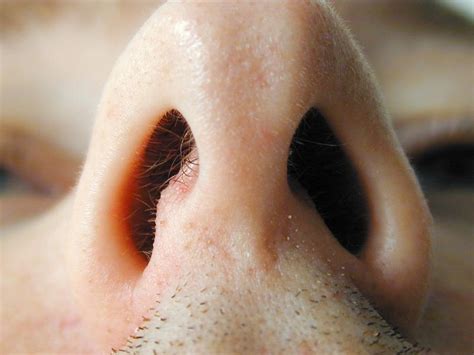 Free Image Of View Up A Mans Nostrils