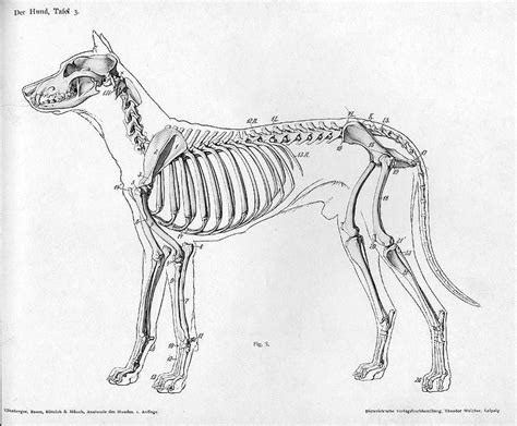 Dog Anatomy Drawing At Explore Collection Of Dog