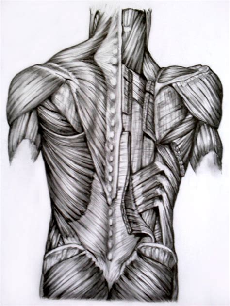 Back Muscles Anatomy Drawing Anatomical Drawing Back Muscles By