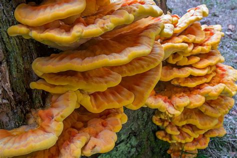 Chicken Of The Woods Identification