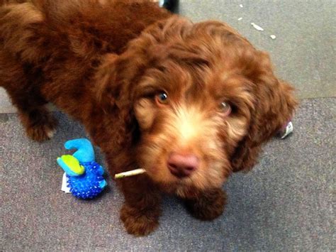 Finley Standard Chocolate Aussiedoodle Male Dreamydoodles