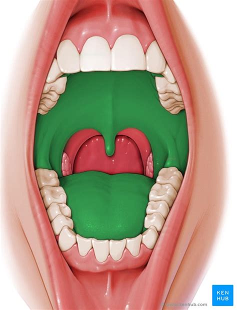 Oral Cavity Anatomy Tongue Muscles Nerves And Vessels Kenhub