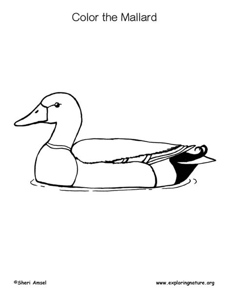 Mallard Duck Coloring Page