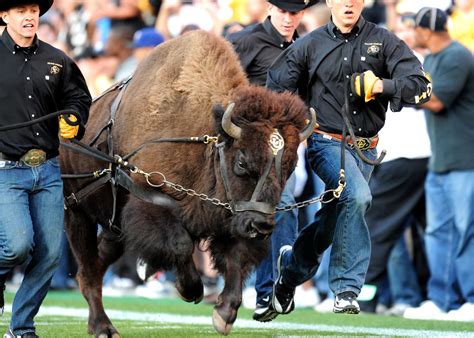 Colorado Buffaloes Honor Mascot With New Nike Football Uniform Design