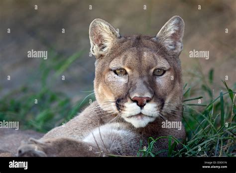 A Close Up Shot Of A Mountain Lion Puma Concolor Laying Down In The