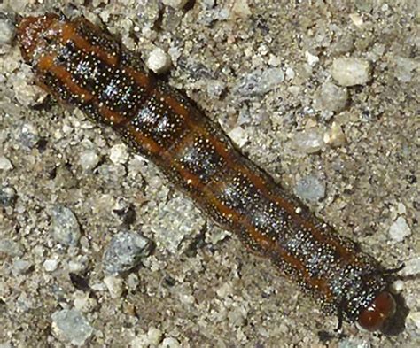 Its larva is a fairly long caterpillar. Nova Scotia Butterfly, Moth and Caterpillar