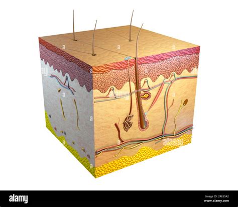 Human Skin Cross Section Digital Illustration 3d Render Stock Photo