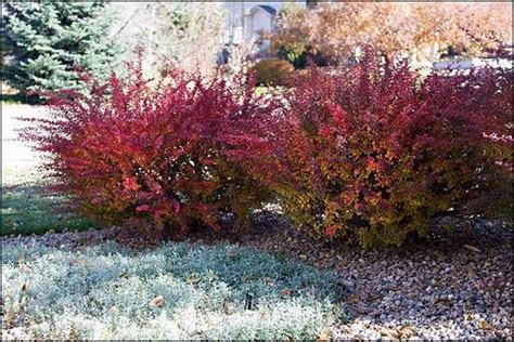 Red Bushes For Landscaping The Garden