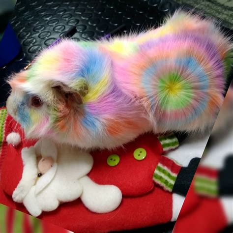 Opawz Pet Hair Chalk Dog Dye Creative Grooming Pets