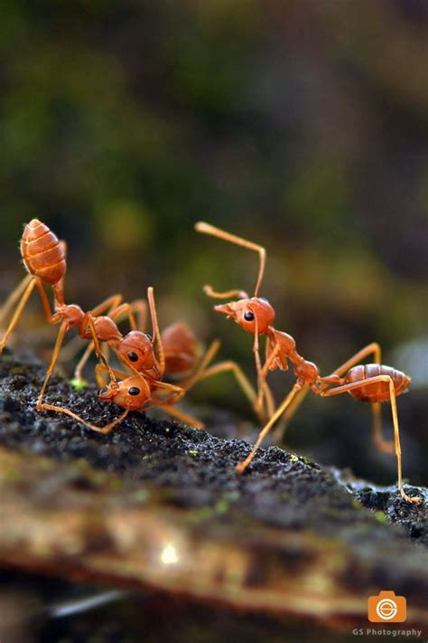 They are really helpful with any questions and concerns i may have. amy s. 99 best images about Ants on Pinterest | Water droplets ...