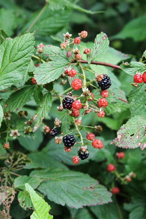 Wild Blackberries Blackberry Growing Blackberries Crafts