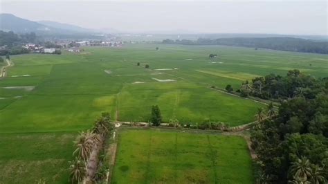 Berikut langkah cara menanam padi. DJI MAVIC MINI PEMANDANGAN SAWAH PADI DI SUNGAI PASIR, SG ...