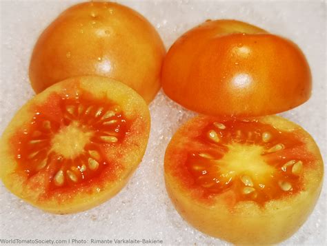 Pomodoro Ponderosa Tomato A Comprehensive Guide World Tomato Society