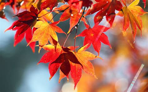 Maple Leaves Wallpaper Photography Wallpapers 37471