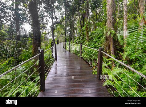 Boardwalk Through Tropical Rainforest At Red Peak Station Skyrail