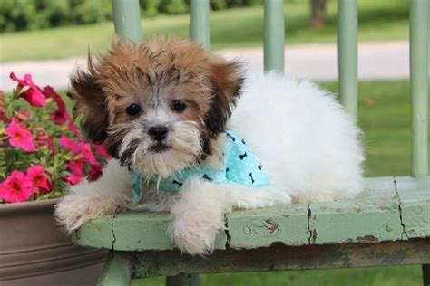 Discover more about our teddy bear puppies for sale below! Teddy Bear Puppies! for Sale in Eden Valley, Minnesota ...