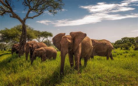Safari De 4 Jours à Tarangire Serengeti Et Ngorongoro Zanzibar Island