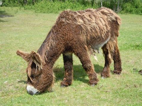 Poitou Donkey Pictures Care Guide Temperament Traits Pet Keen