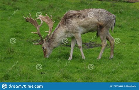 Fallow Deer Grazing In A Meadow Stock Photo Image Of Deer European