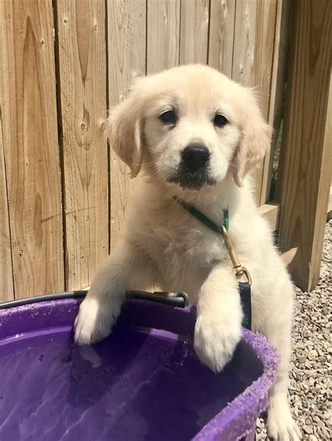 Due to the demand for our amazing pups and trainees we have to operate with a master waiting list. Angus: English Cream Golden Retriever Puppy - Man's Best ...
