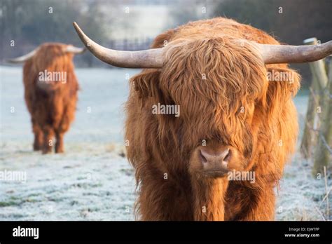 Highland Cow In Winter In Scotland Stock Photo Alamy